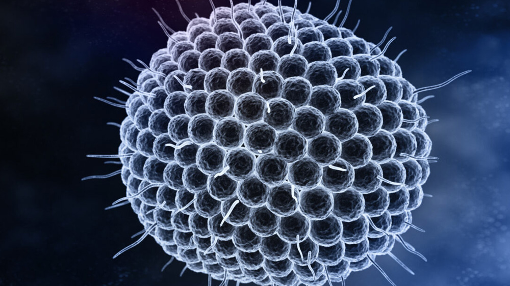 herpes_zoster_virus