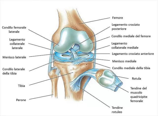 Risonanza magnetica ginocchio